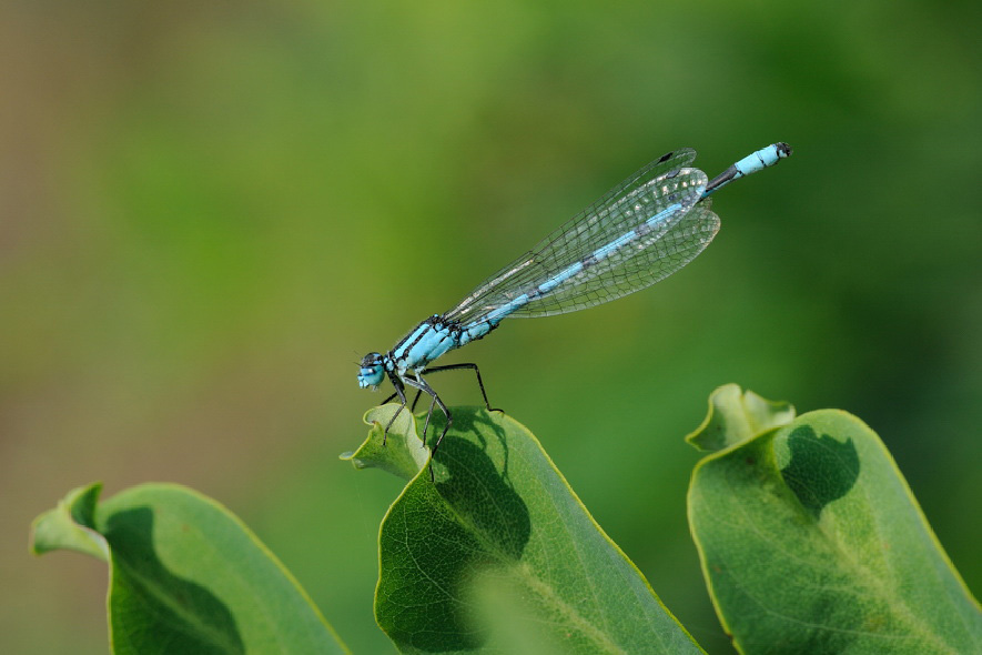 Libellula da IDentificare